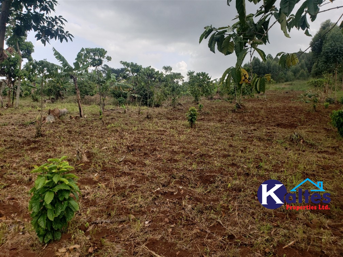 Agricultural Land for sale in Buwola Buyikwe