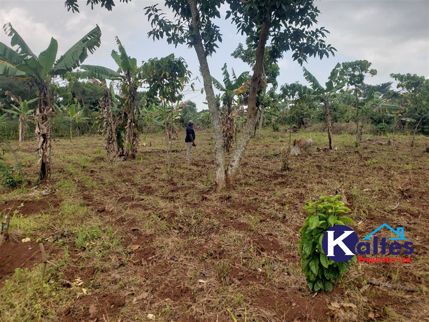 Agricultural Land for sale in Buwola Buyikwe