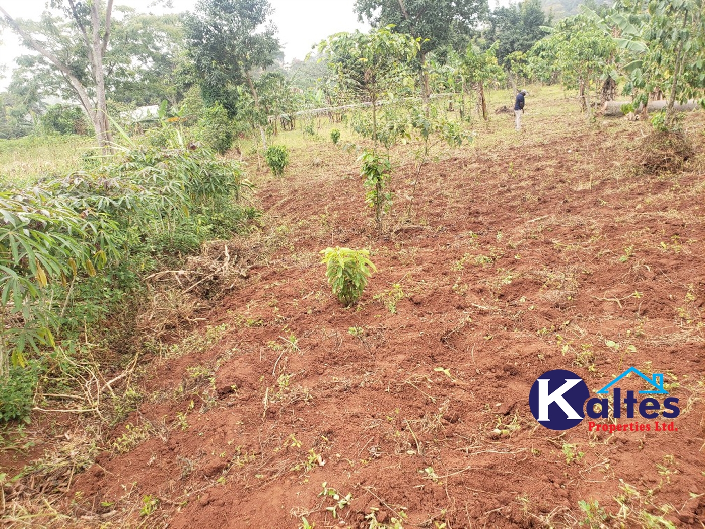 Agricultural Land for sale in Buwola Buyikwe