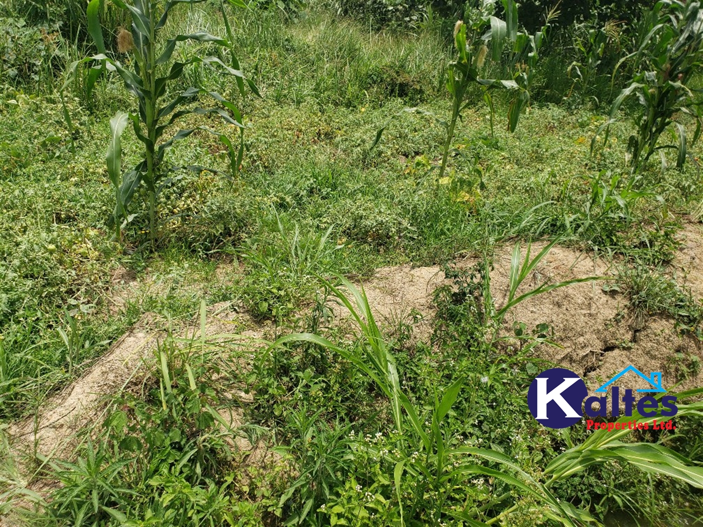 Agricultural Land for sale in Buwola Buyikwe