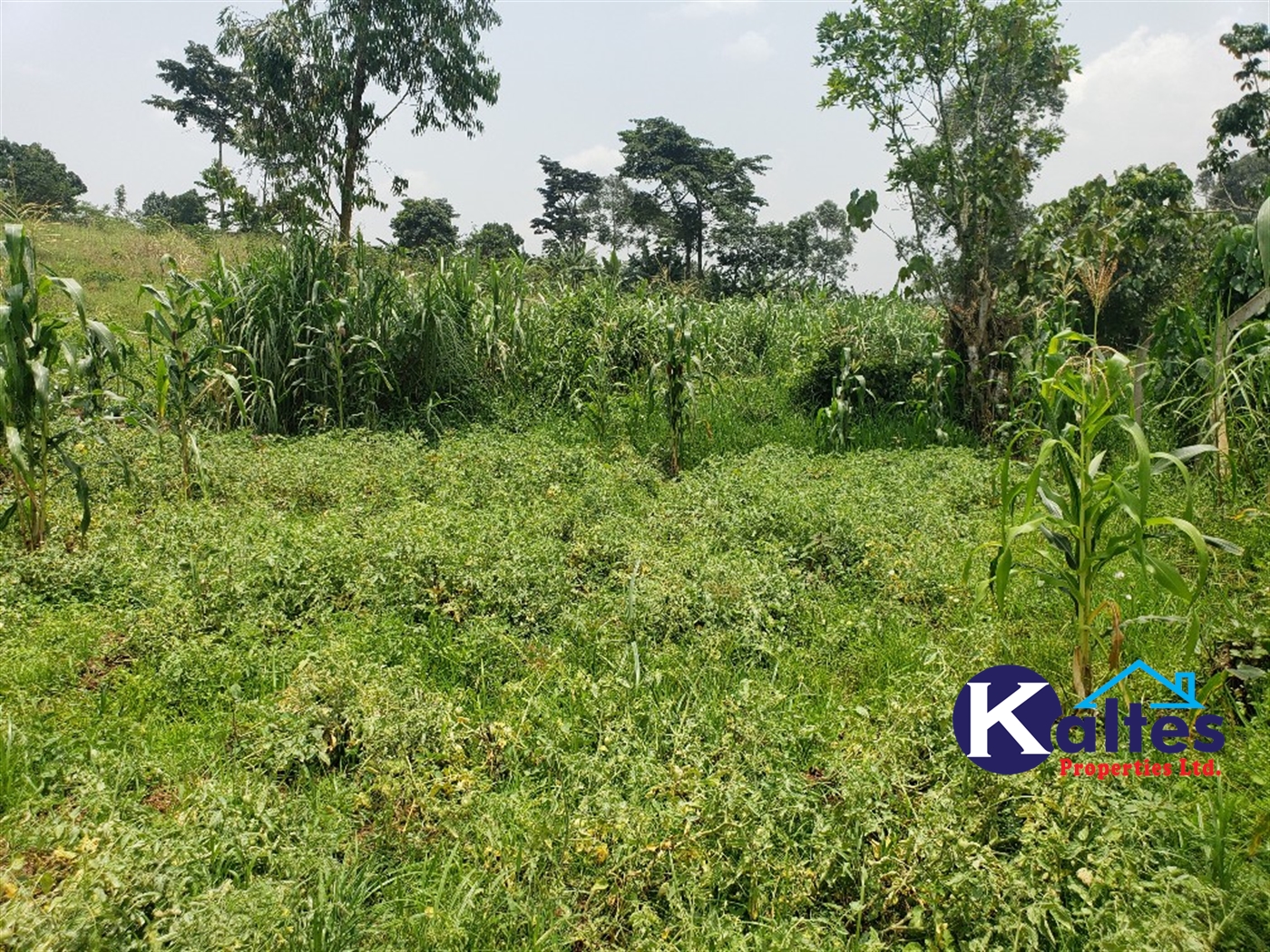 Agricultural Land for sale in Sugu Buyikwe
