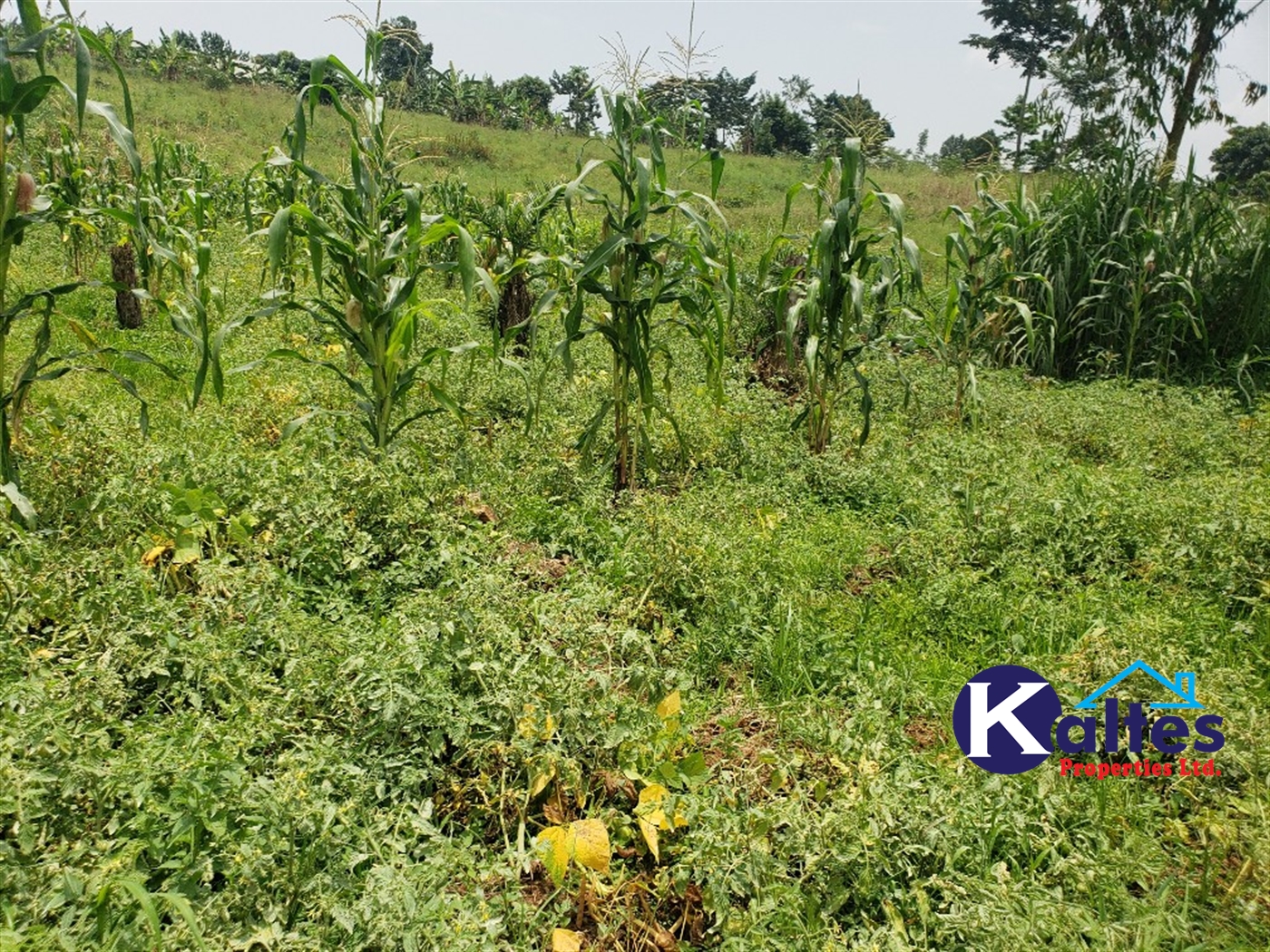 Agricultural Land for sale in Sugu Buyikwe