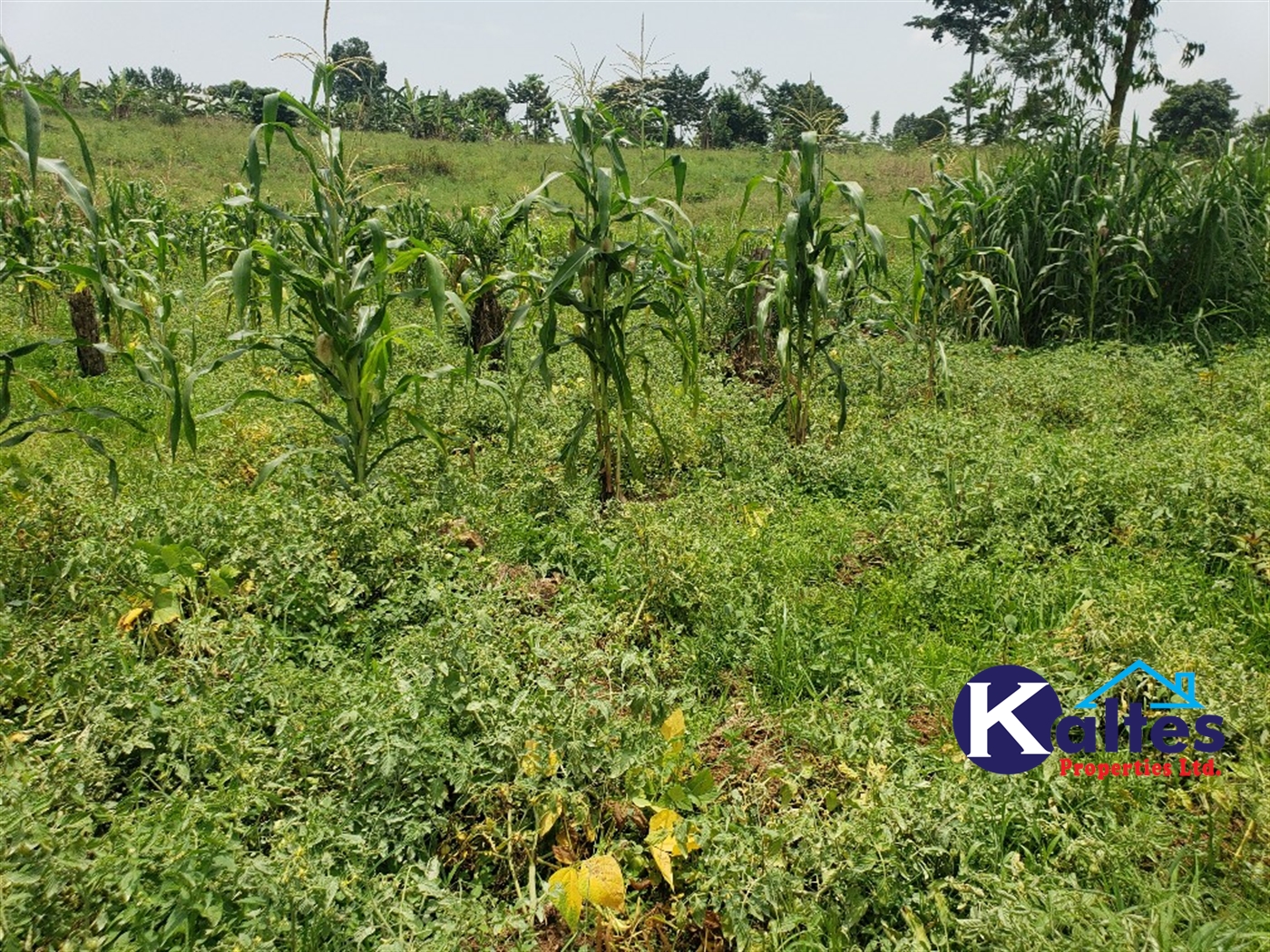 Agricultural Land for sale in Sugu Buyikwe