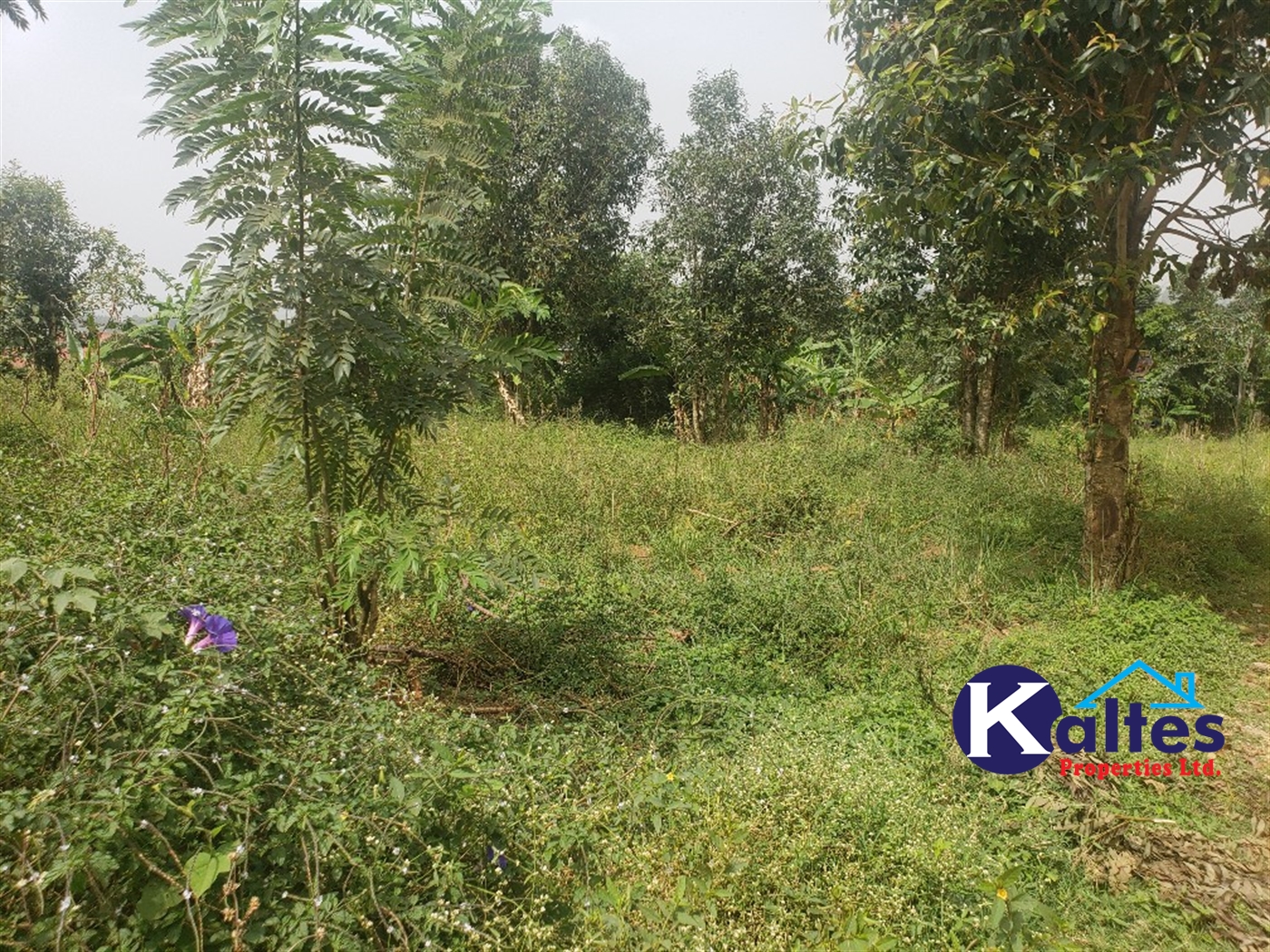 Agricultural Land for sale in Sugu Buyikwe