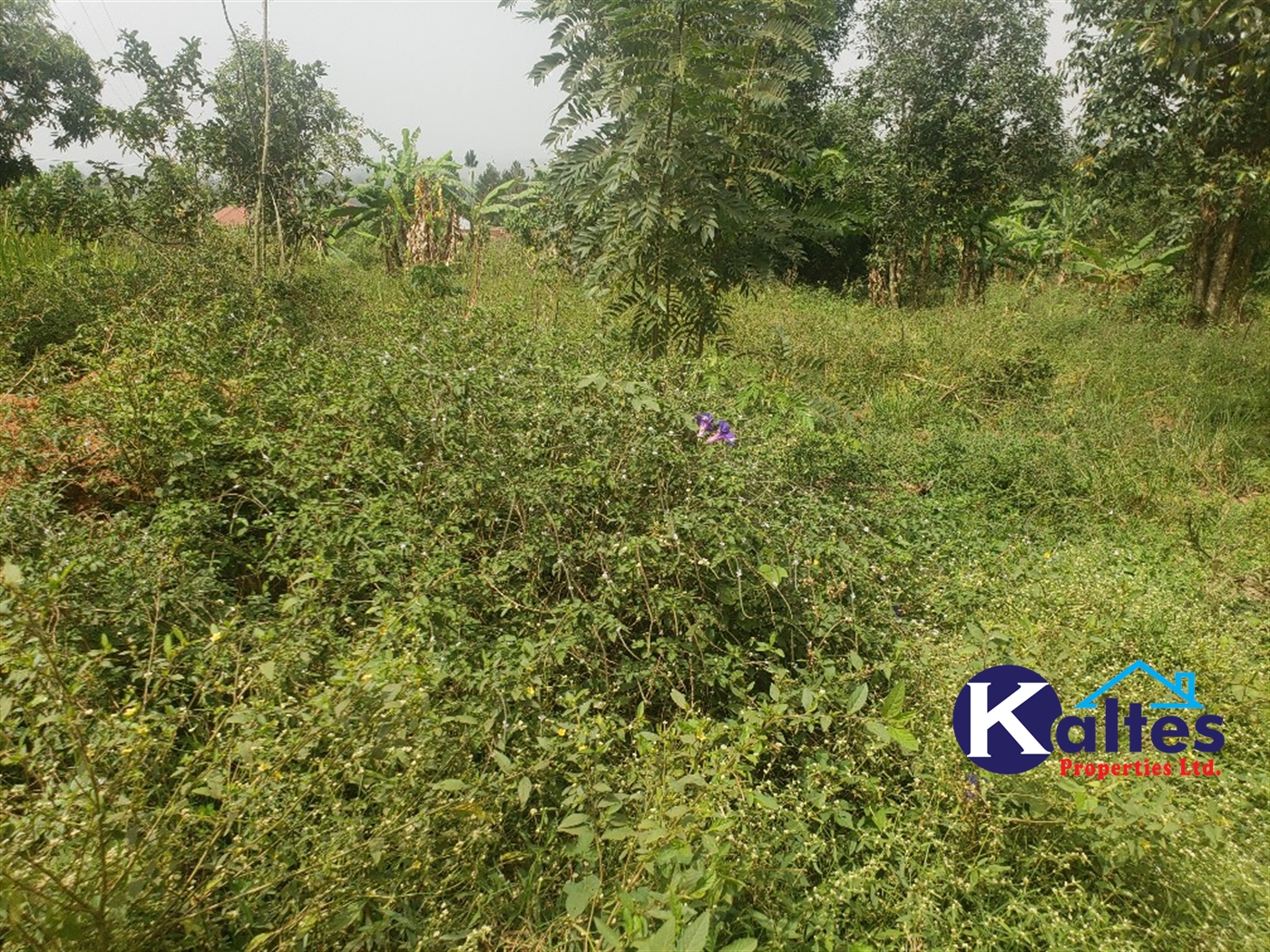 Agricultural Land for sale in Sugu Buyikwe