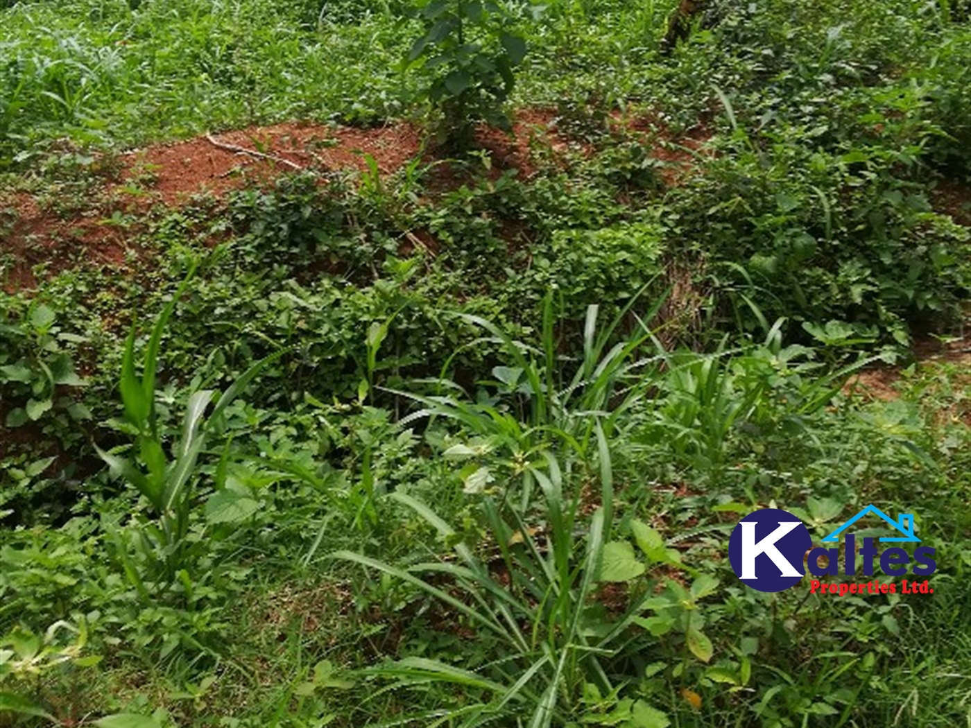 Agricultural Land for sale in Bubiro Buyikwe