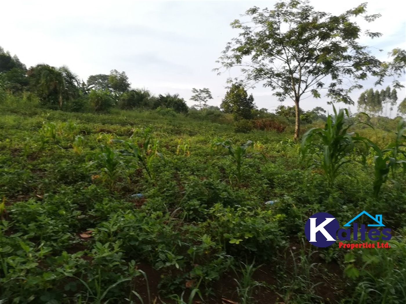 Agricultural Land for sale in Bubiro Buyikwe