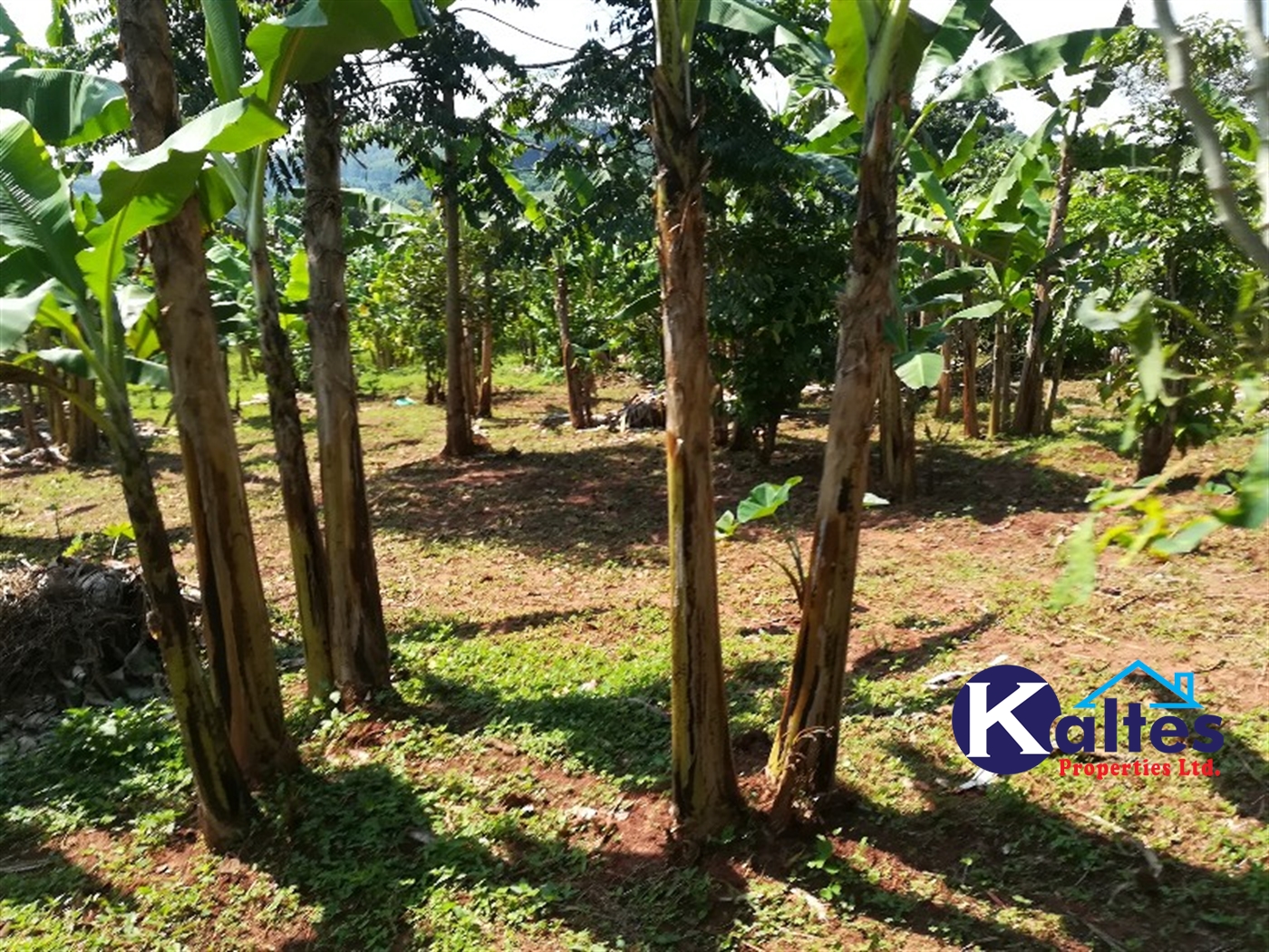 Agricultural Land for sale in Bugabe Buyikwe