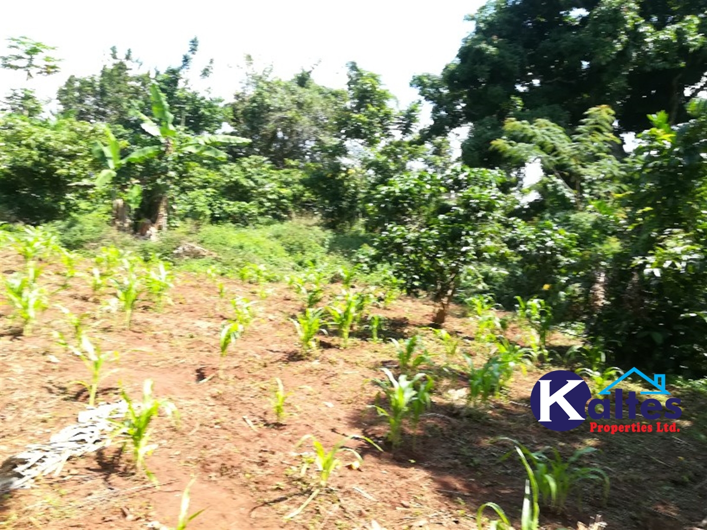 Agricultural Land for sale in Bugabe Buyikwe
