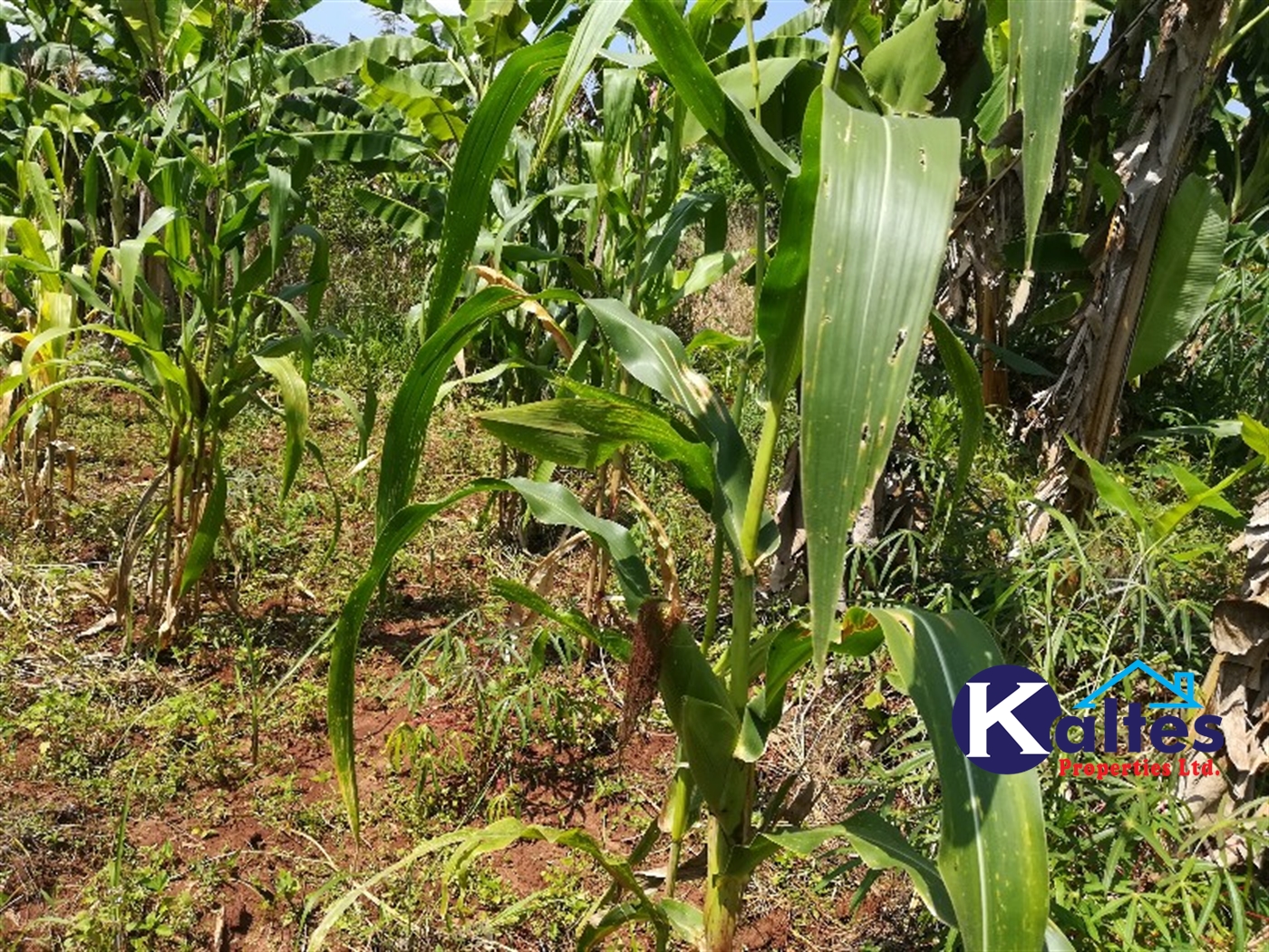 Agricultural Land for sale in Bugoma Buyikwe