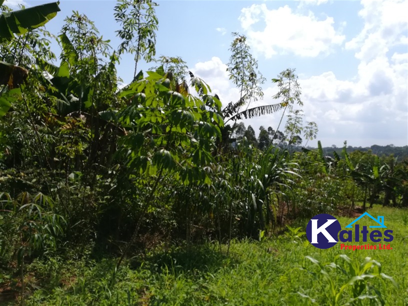 Agricultural Land for sale in Bugoma Buyikwe
