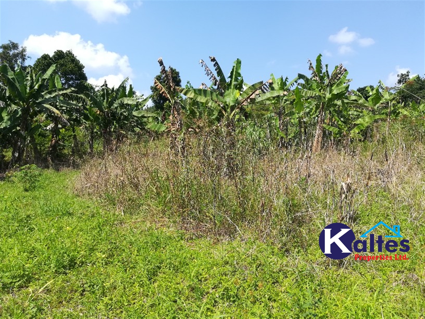 Agricultural Land for sale in Bugoma Buyikwe