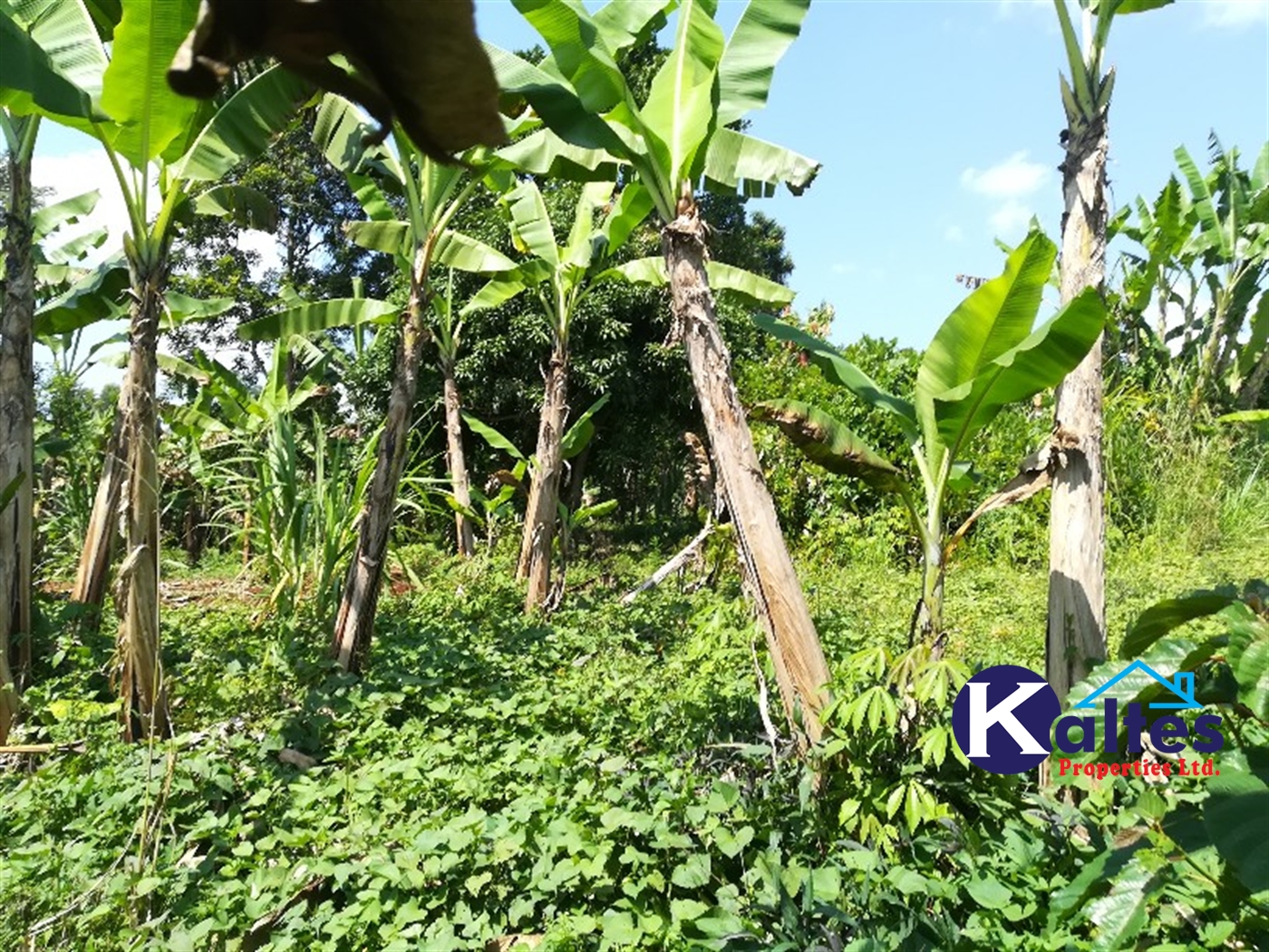 Agricultural Land for sale in Bugoma Buyikwe