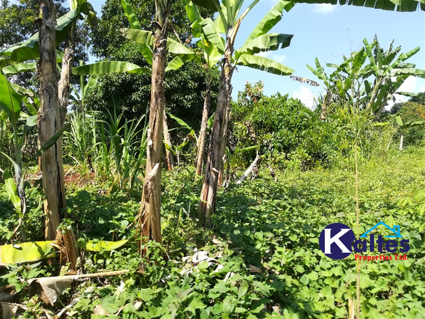 Agricultural Land for sale in Bugoma Buyikwe