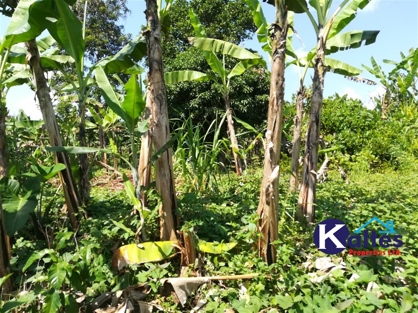 Agricultural Land for sale in Bugoma Buyikwe