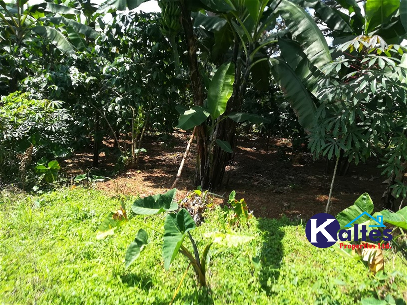 Agricultural Land for sale in Bugoma Buyikwe