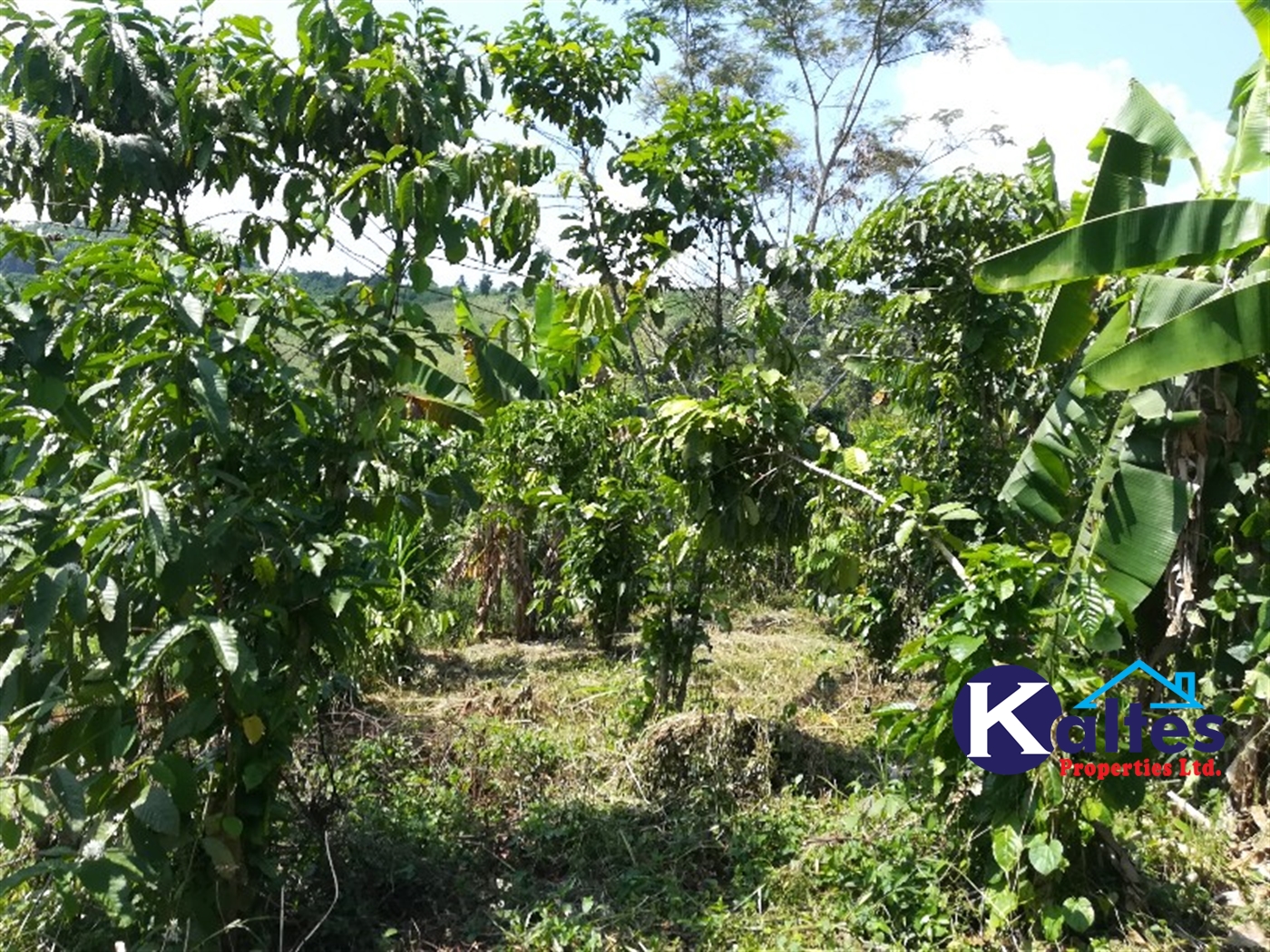 Agricultural Land for sale in Bugule Buyikwe