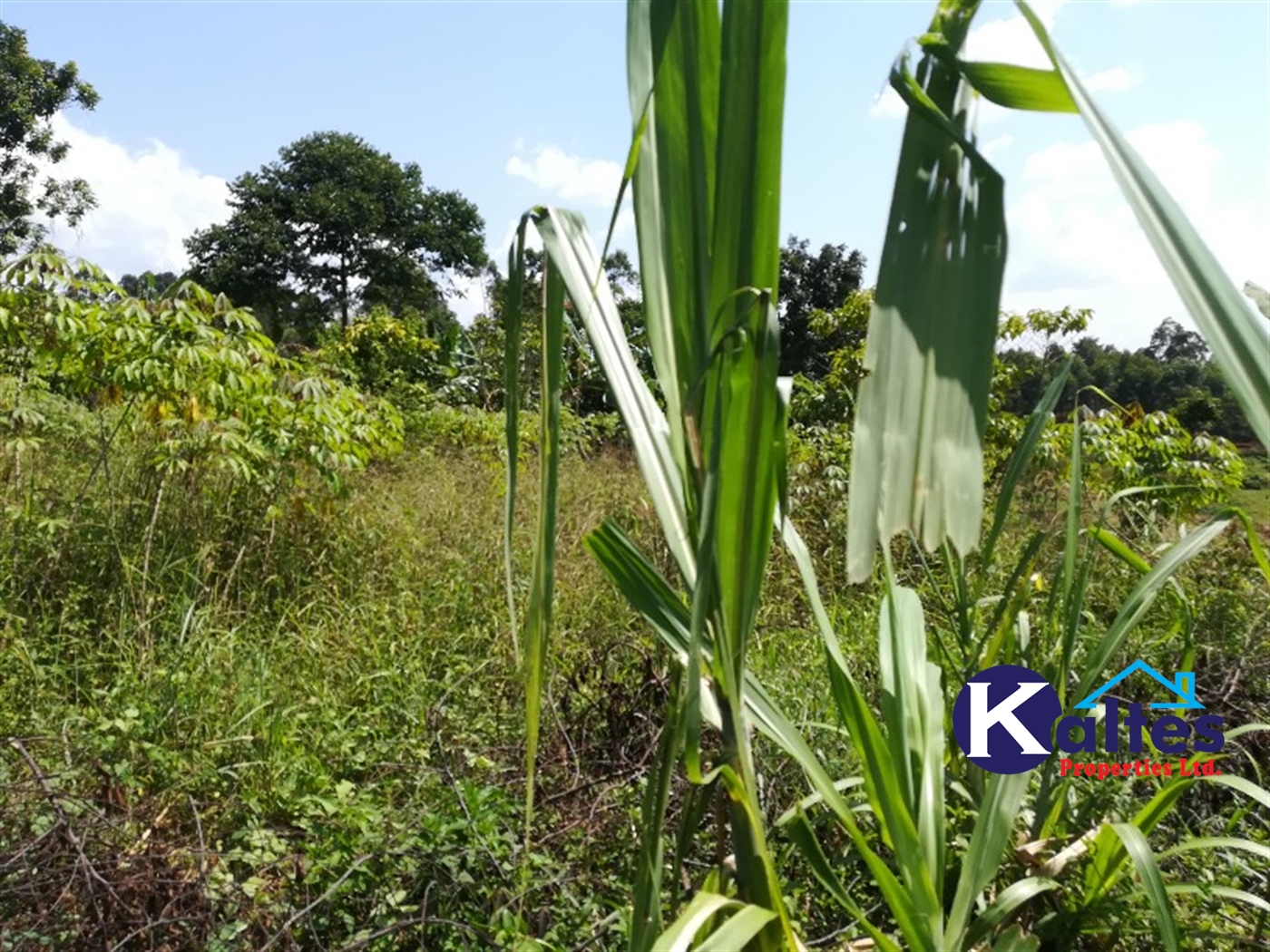 Agricultural Land for sale in Bugule Buyikwe