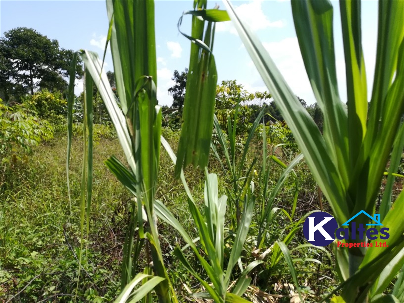 Agricultural Land for sale in Bugule Buyikwe