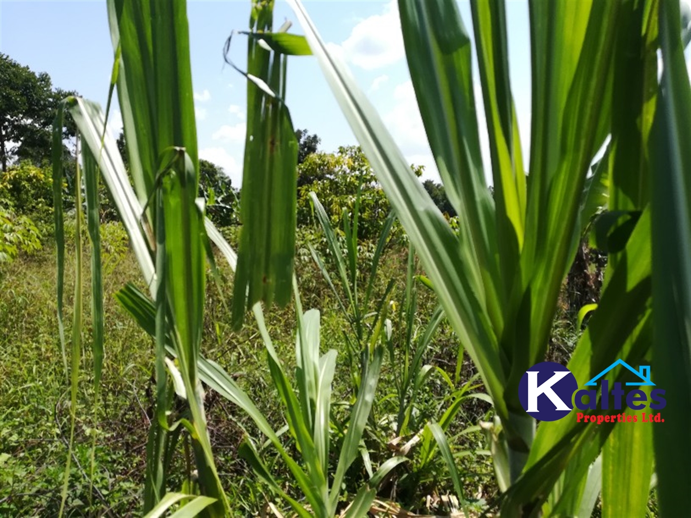 Agricultural Land for sale in Bugule Buyikwe