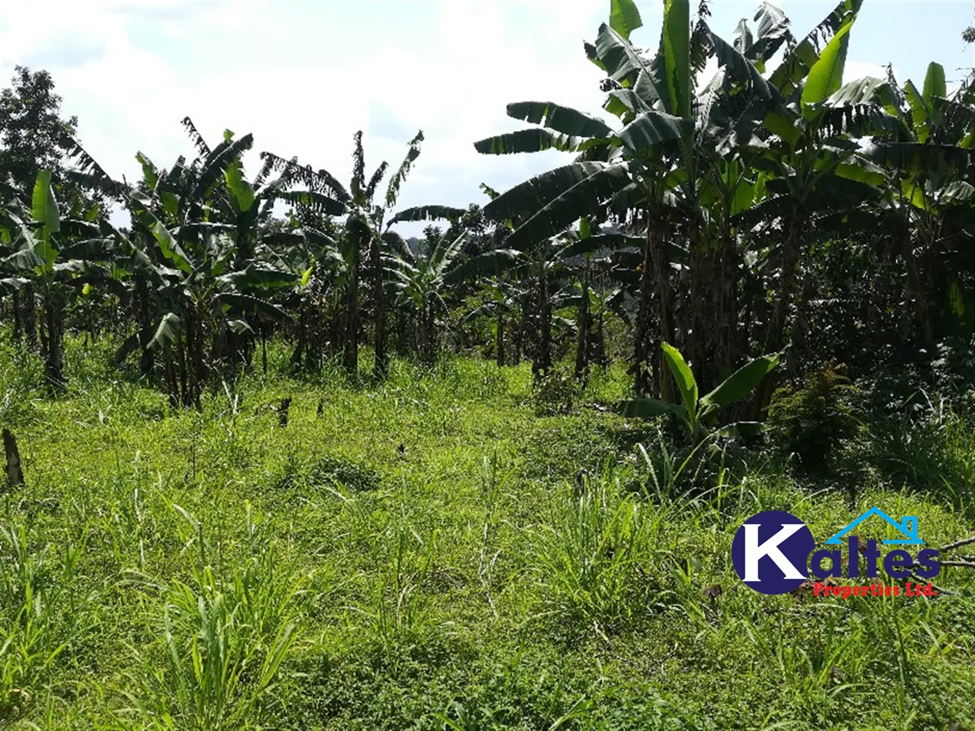 Agricultural Land for sale in Bugungu Buyikwe