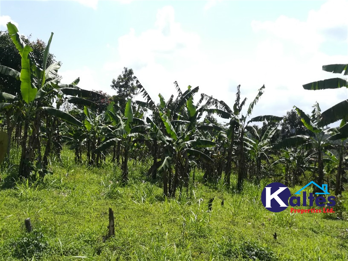 Agricultural Land for sale in Bugungu Buyikwe