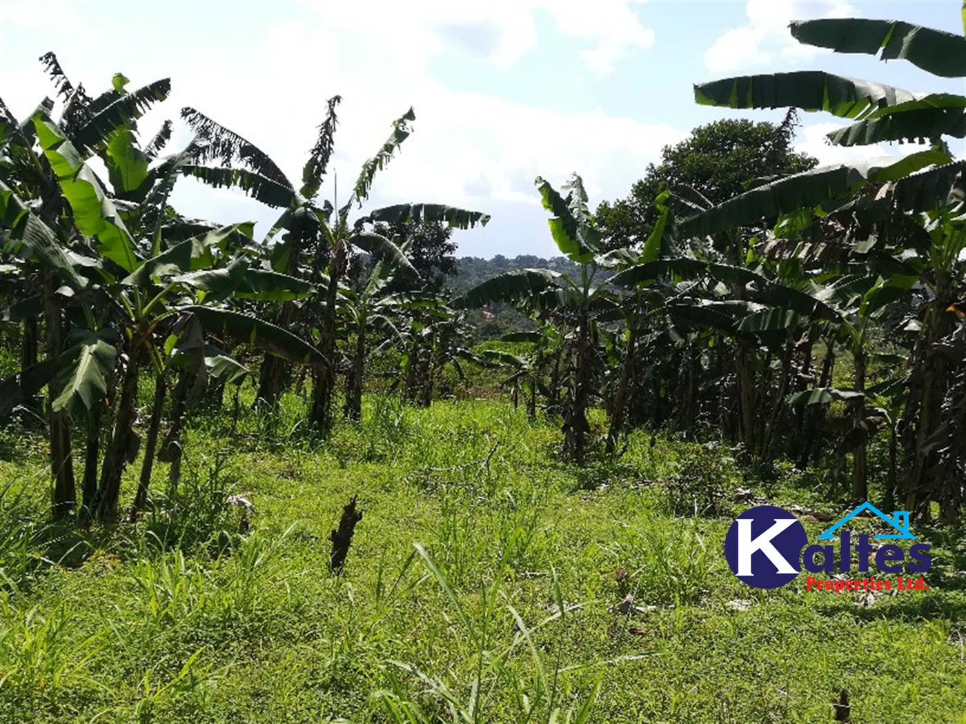 Agricultural Land for sale in Bugungu Buyikwe