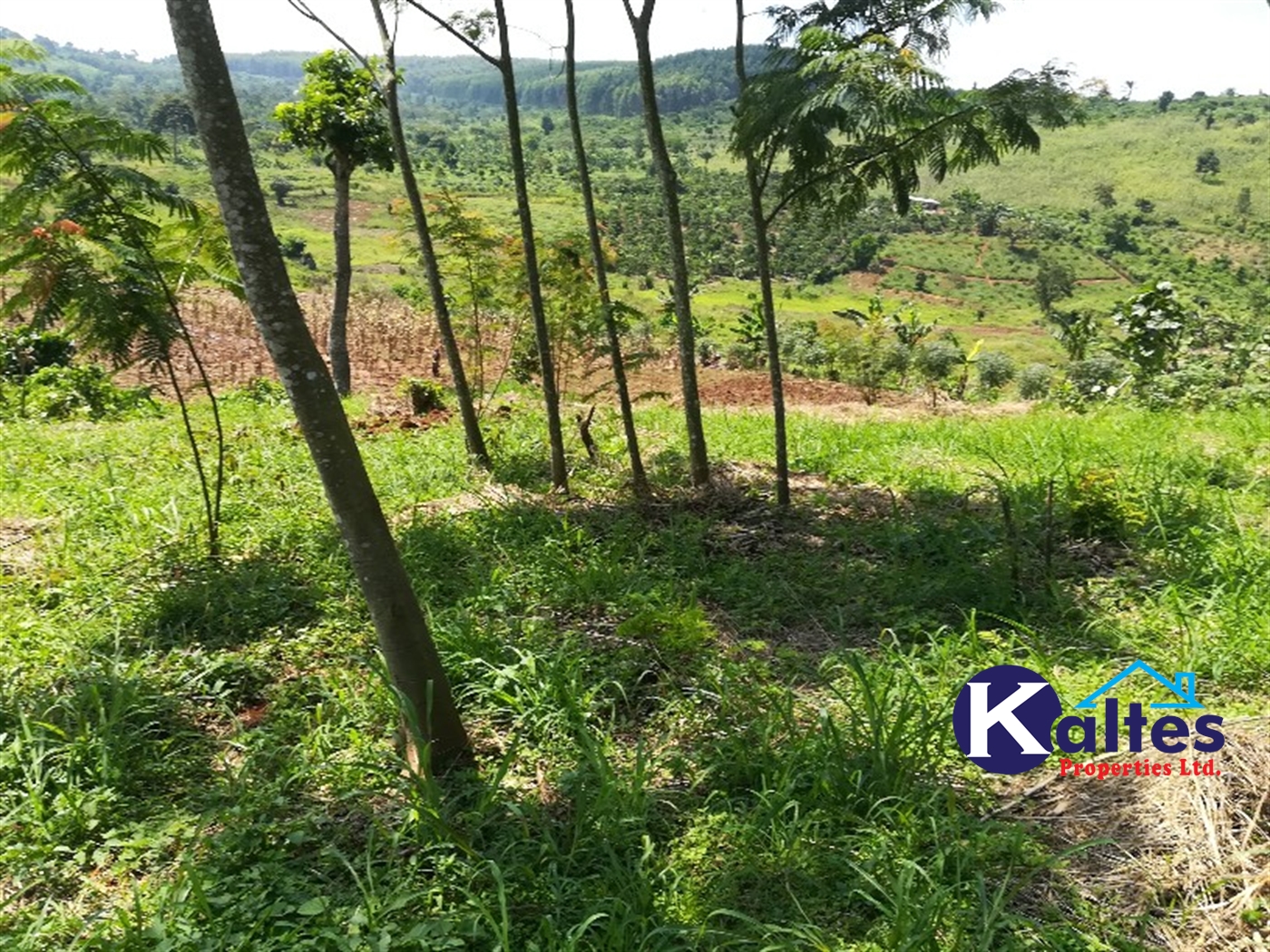 Agricultural Land for sale in Bugungu Buyikwe