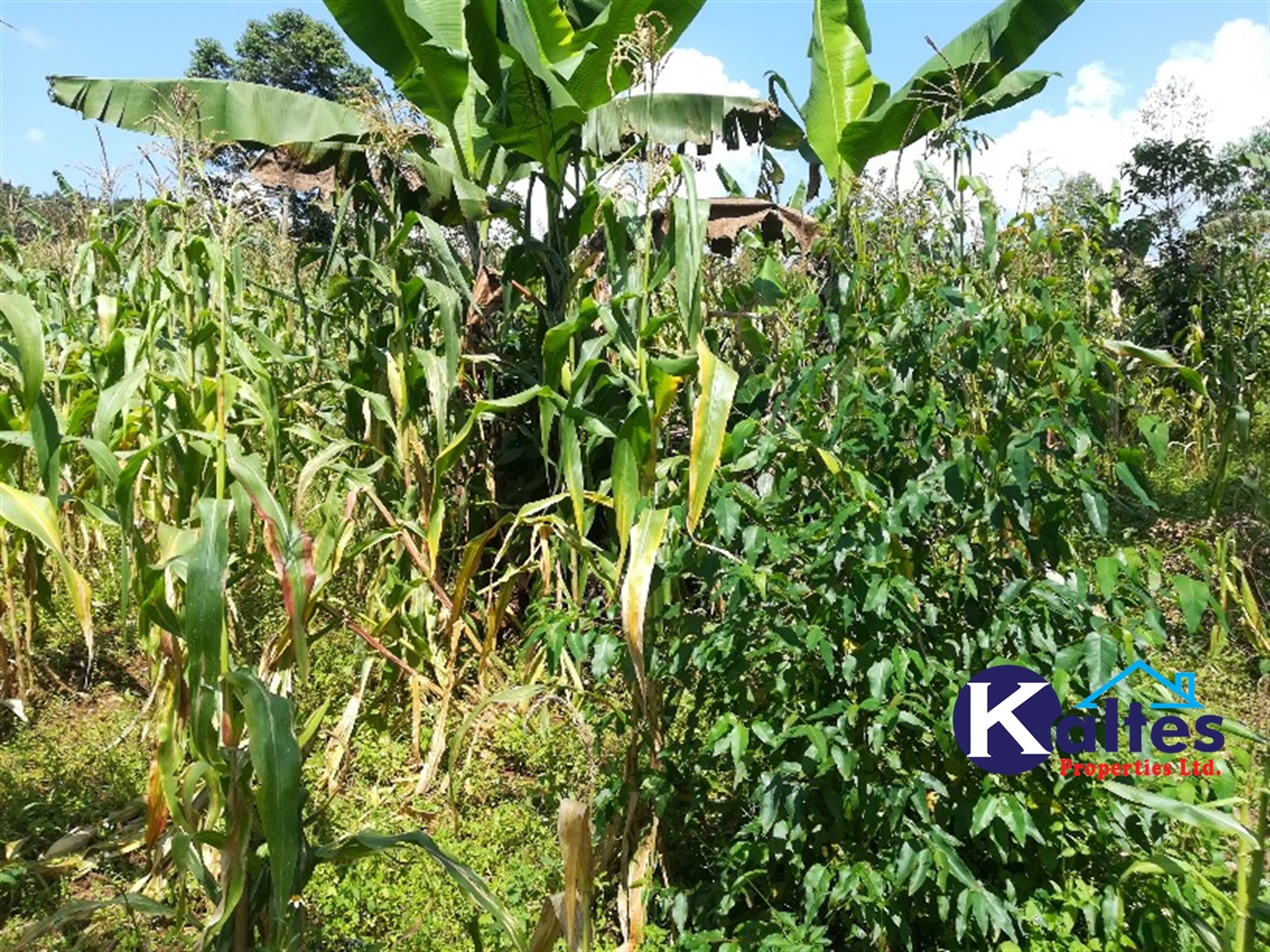 Agricultural Land for sale in Bugungu Butambala