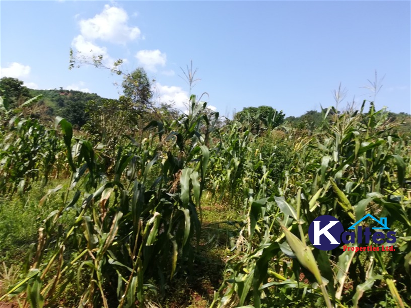 Agricultural Land for sale in Bukubizi Buyikwe