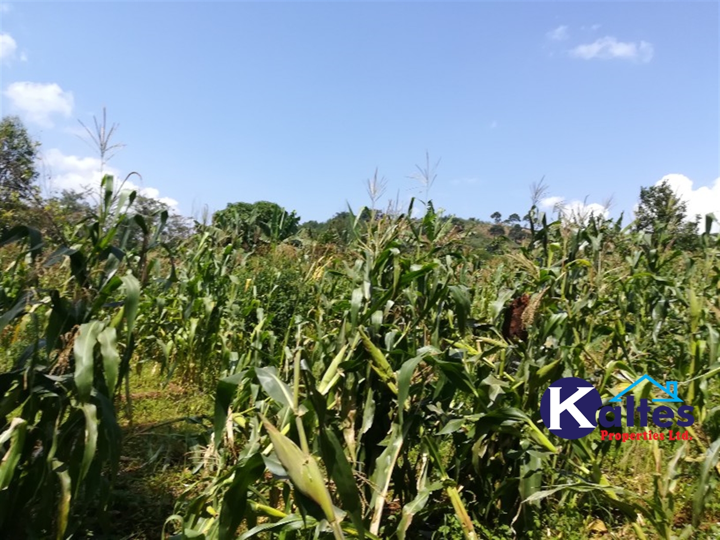 Agricultural Land for sale in Bukubizi Buyikwe