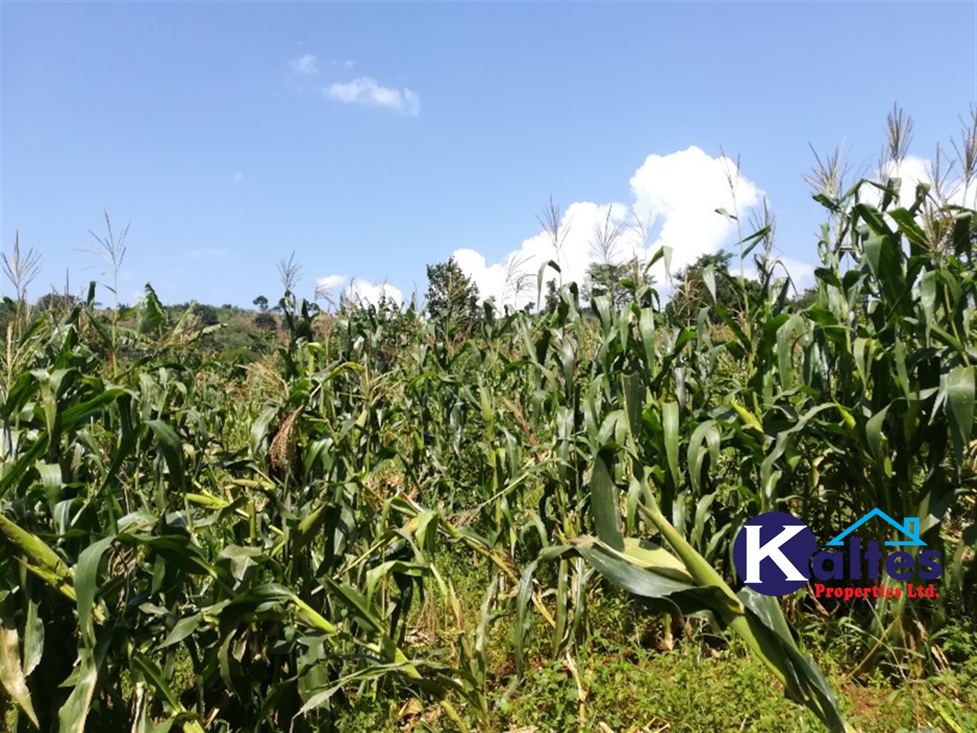 Agricultural Land for sale in Bukubizi Buyikwe