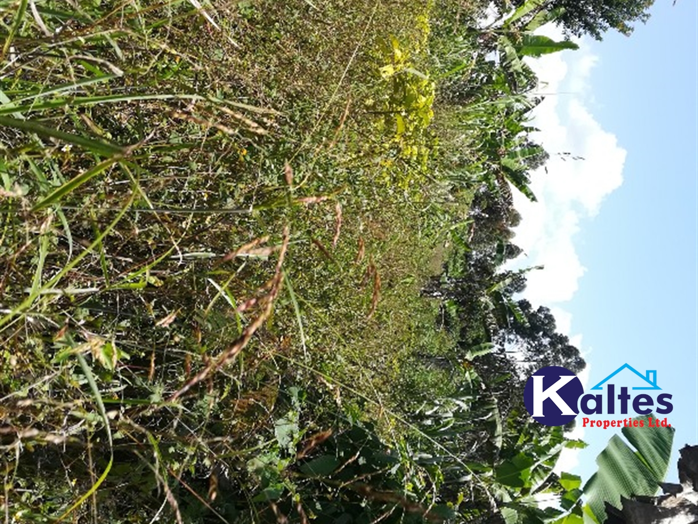 Agricultural Land for sale in Bukubizi Buyikwe