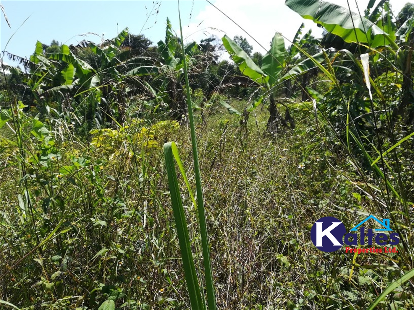 Agricultural Land for sale in Bukubizi Buyikwe