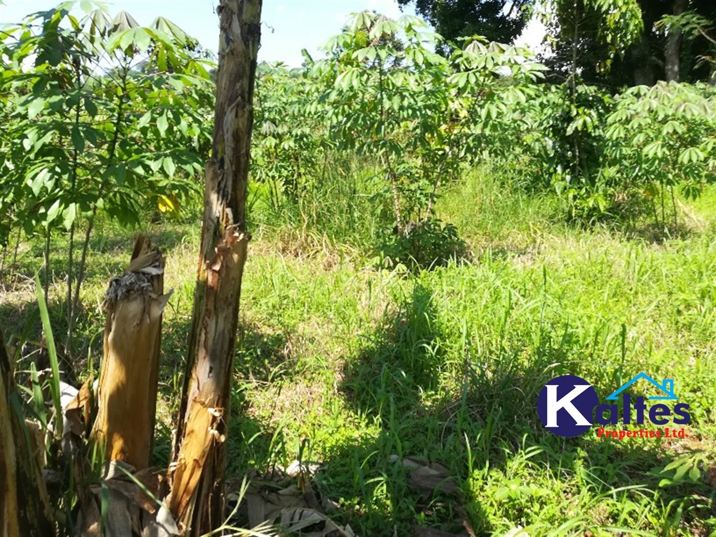 Agricultural Land for sale in Bukubizi Buyikwe