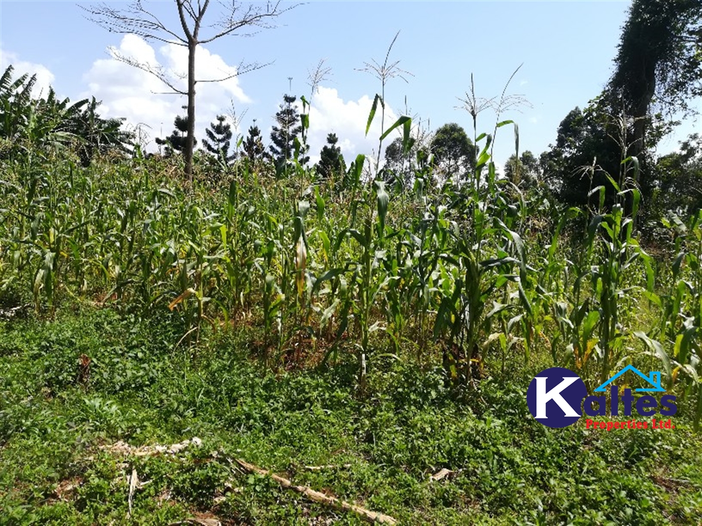 Agricultural Land for sale in Bukuja Buyikwe