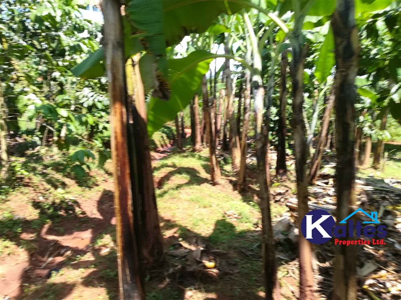 Agricultural Land for sale in Bukuja Buyikwe