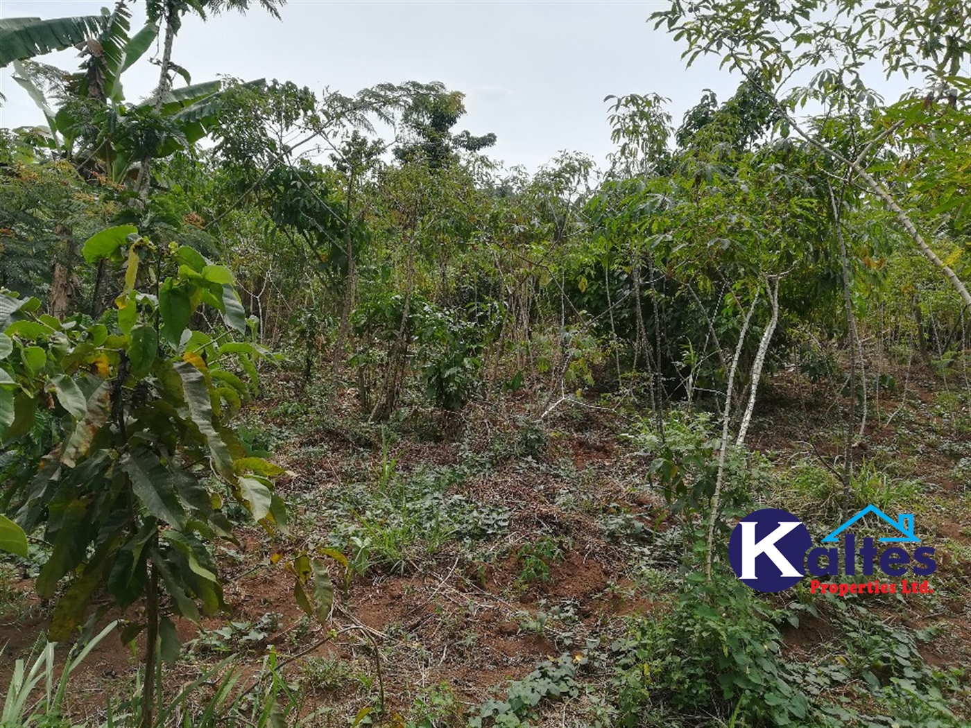 Agricultural Land for sale in Bulamaji Buyikwe