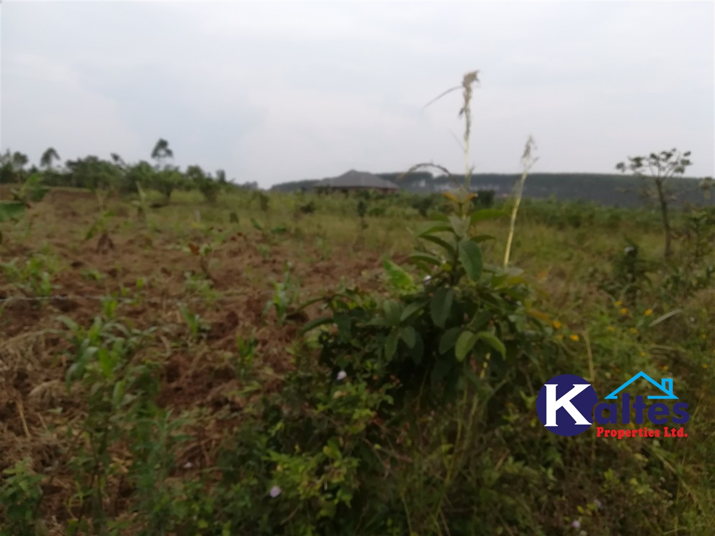 Agricultural Land for sale in Bulamba Buyikwe