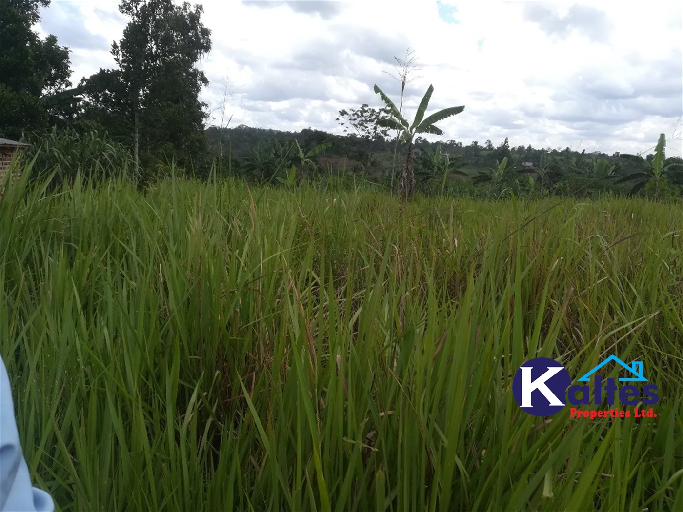 Agricultural Land for sale in Ssesse Buyikwe
