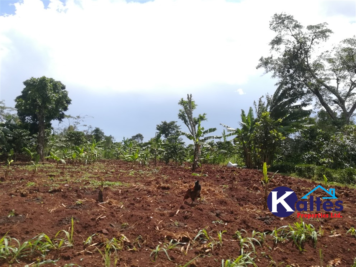 Agricultural Land for sale in Tebalowoza Buyikwe