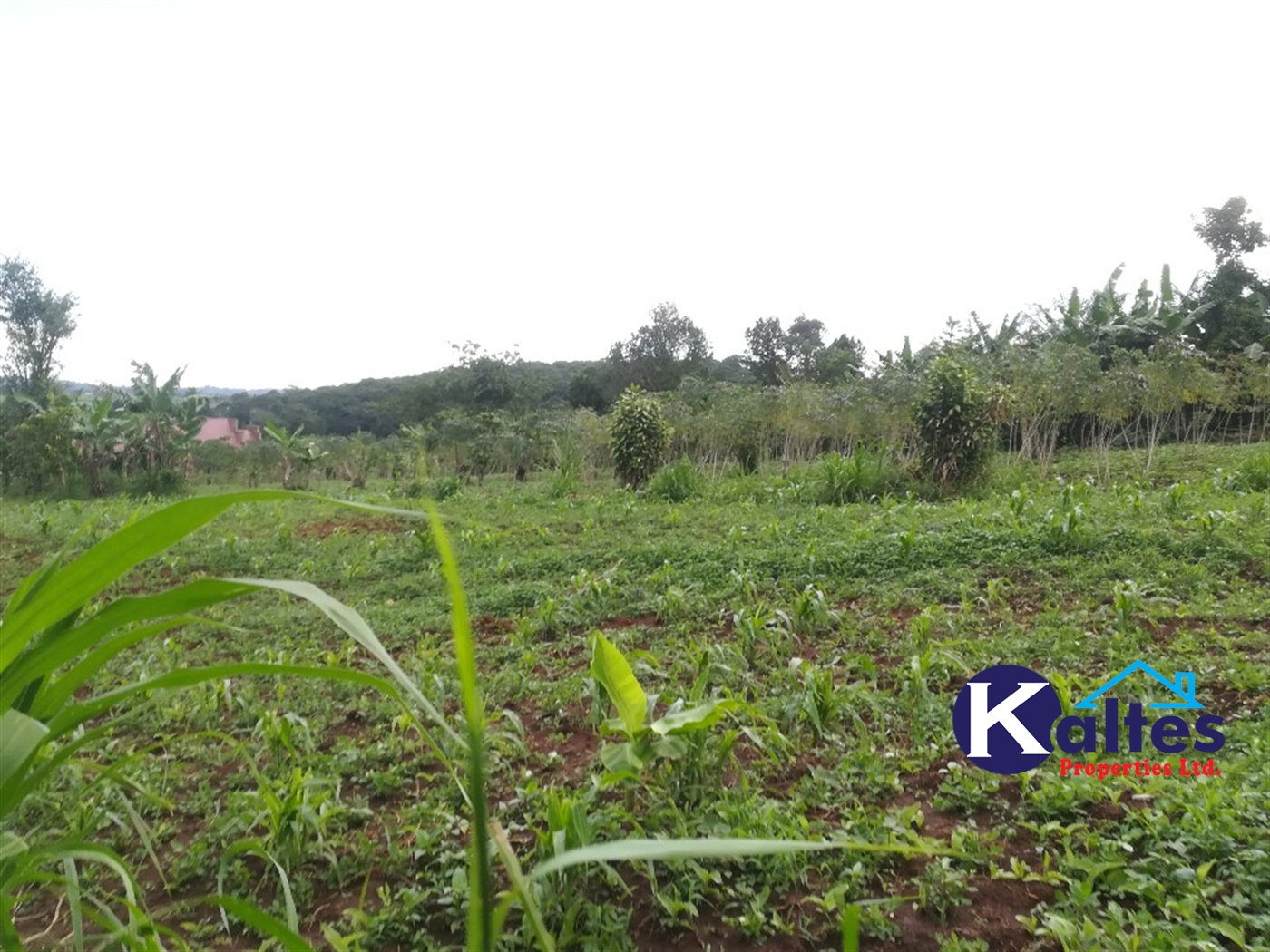 Agricultural Land for sale in Tebalowoza Buyikwe