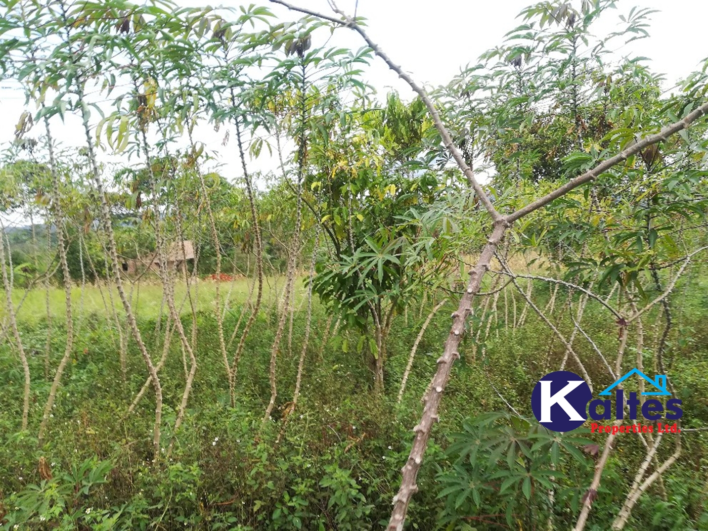 Agricultural Land for sale in Vvumba Buyikwe