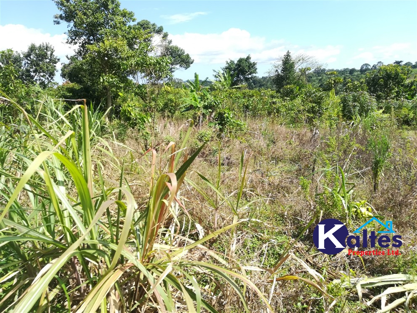 Agricultural Land for sale in Ziba Buyikwe