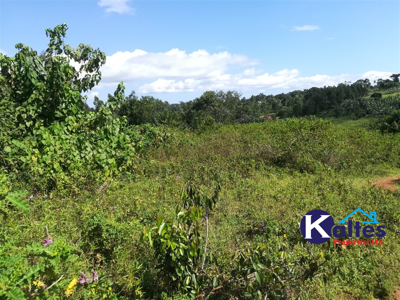 Agricultural Land for sale in Ngogwe Buyikwe