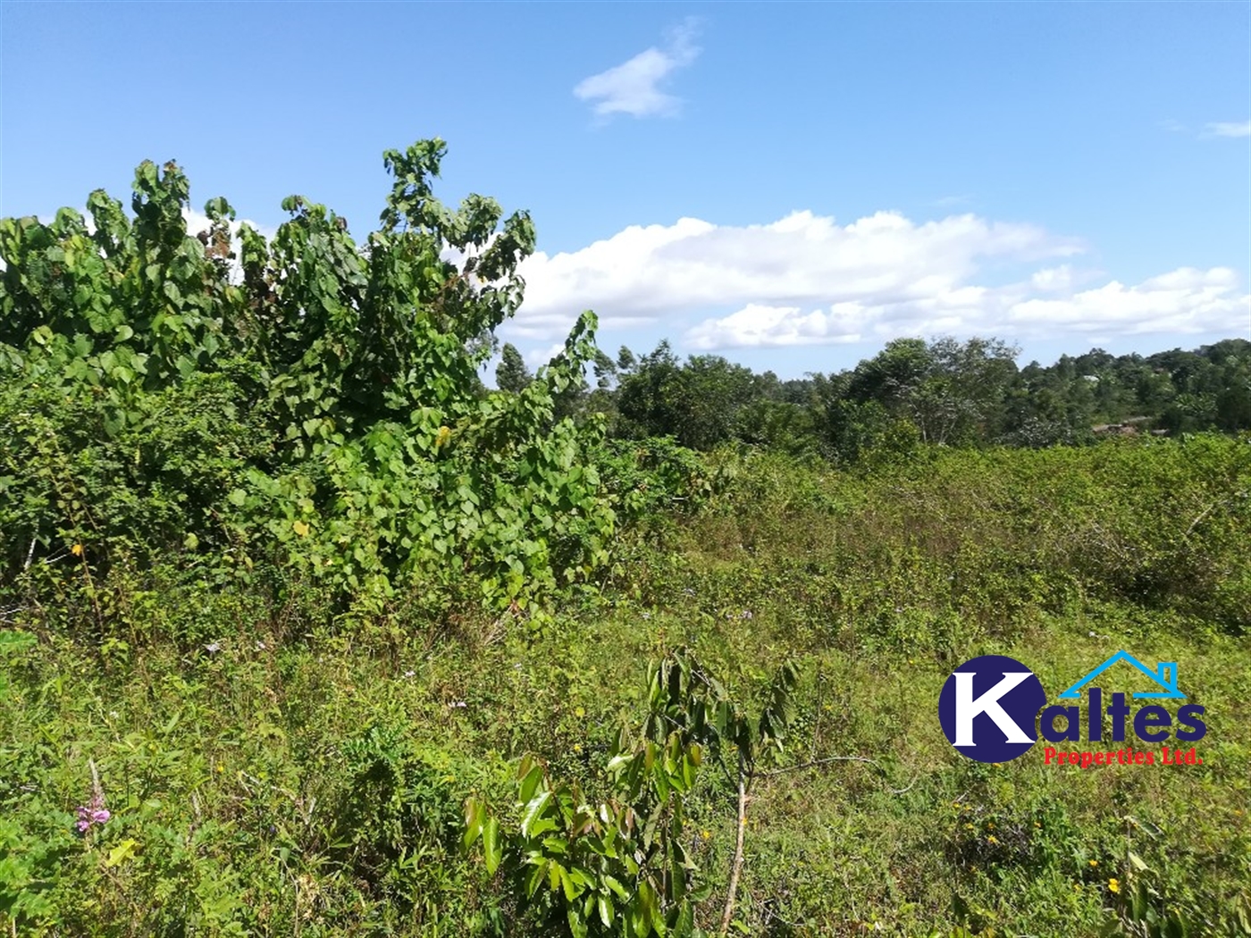 Agricultural Land for sale in Ngogwe Buyikwe