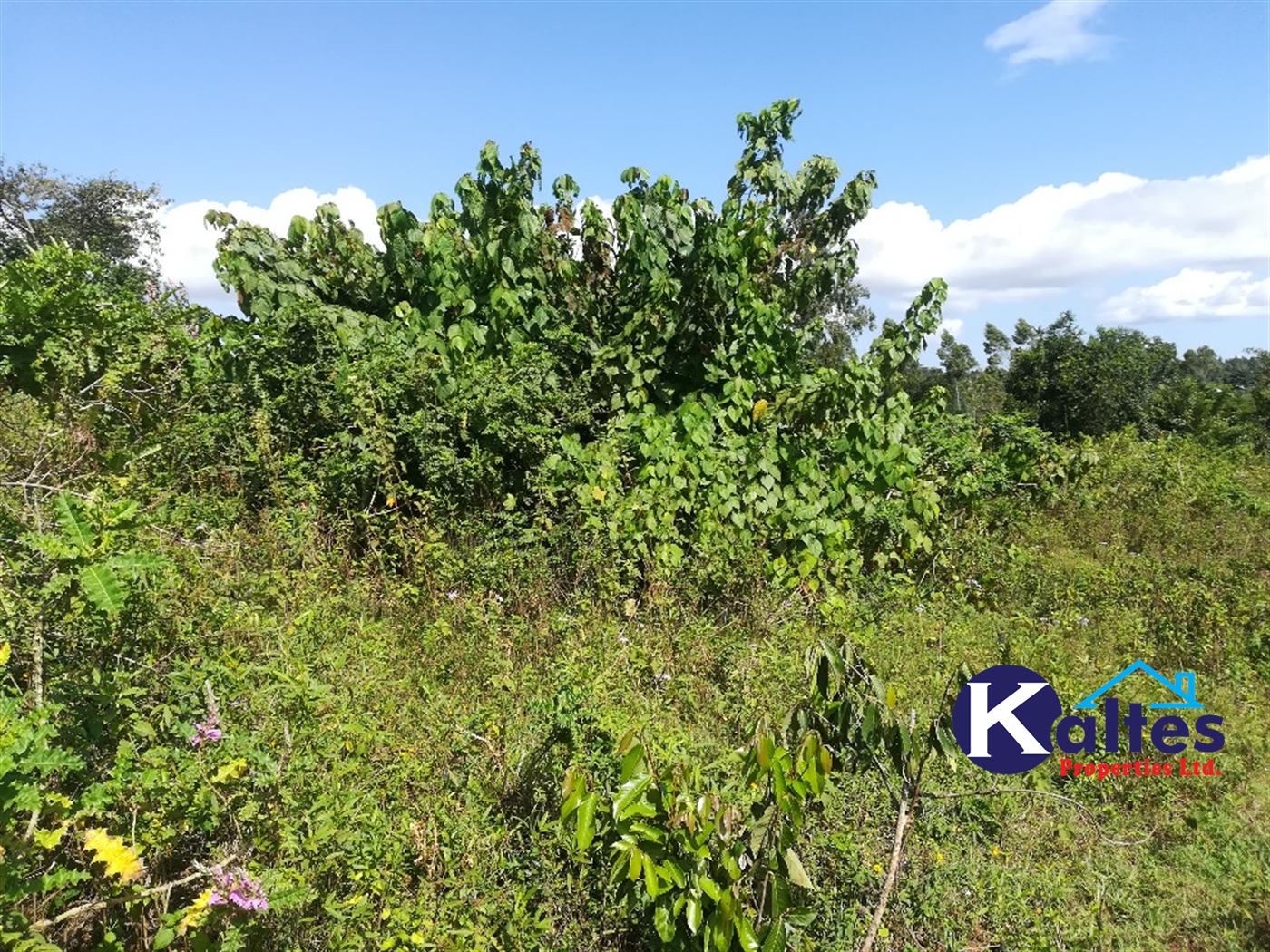 Agricultural Land for sale in Ngogwe Buyikwe