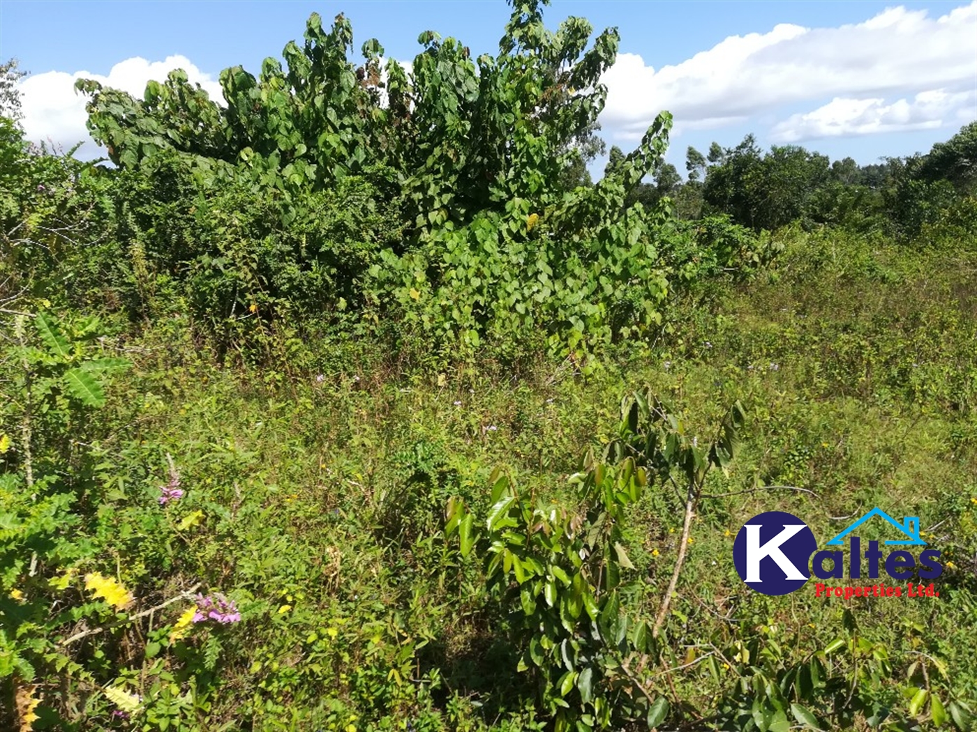 Agricultural Land for sale in Ngogwe Buyikwe