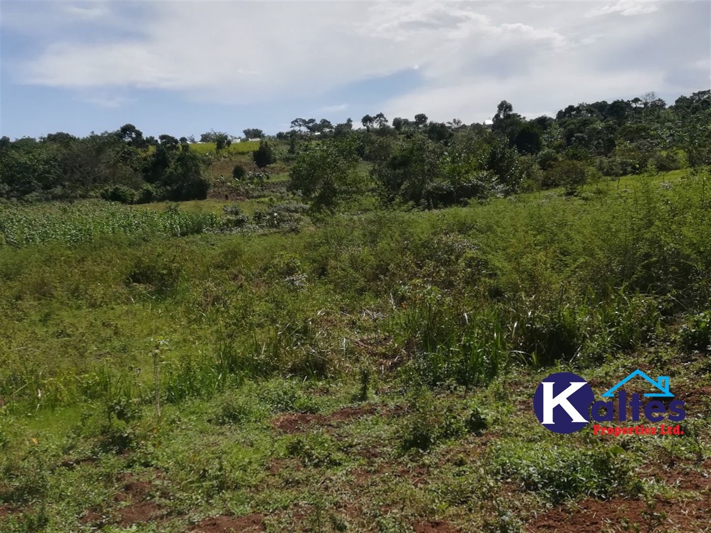 Agricultural Land for sale in Ngogwe Buyikwe