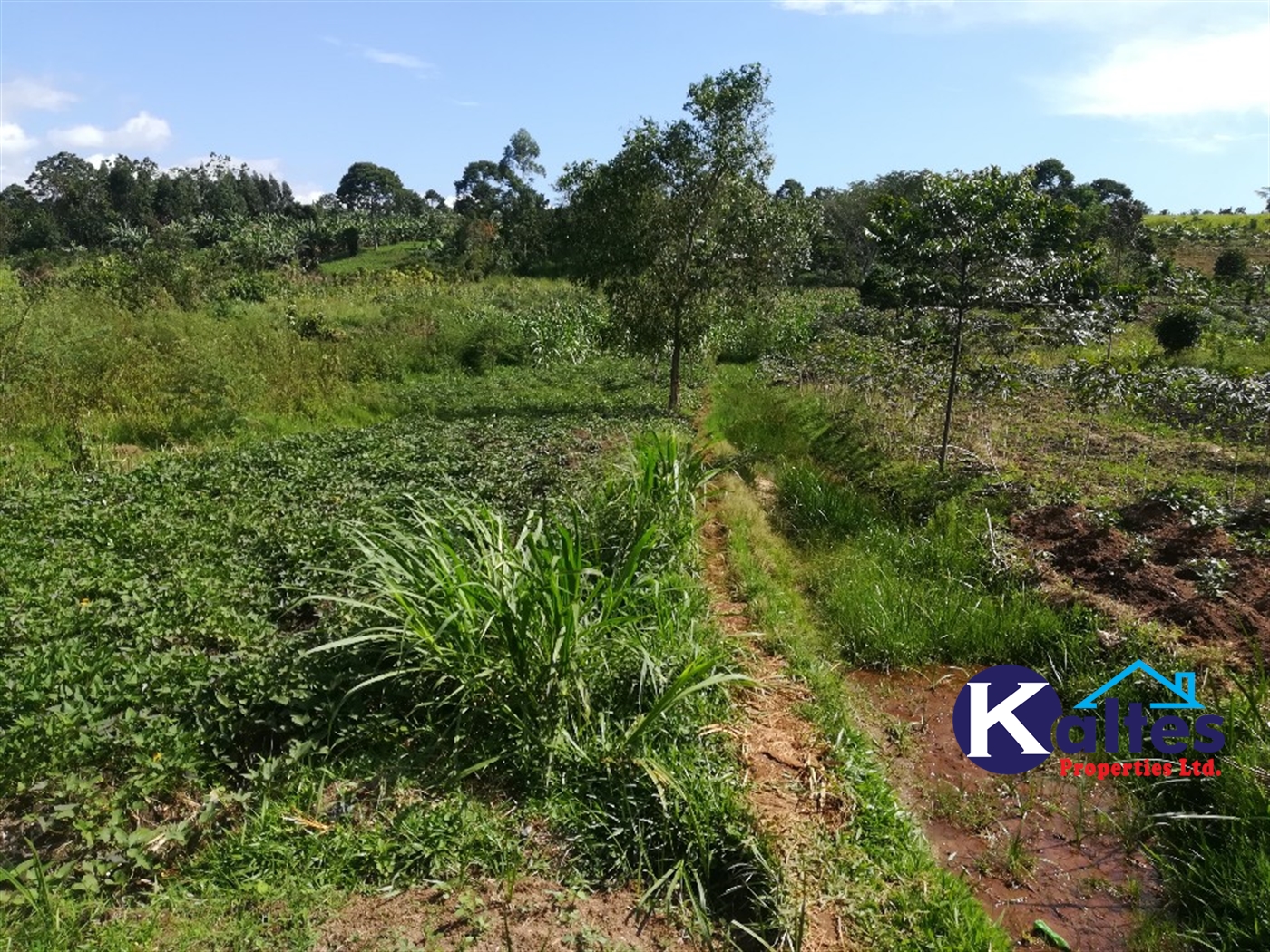 Agricultural Land for sale in Ngogwe Buyikwe